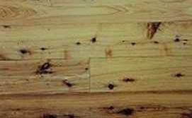 Kauri Pine